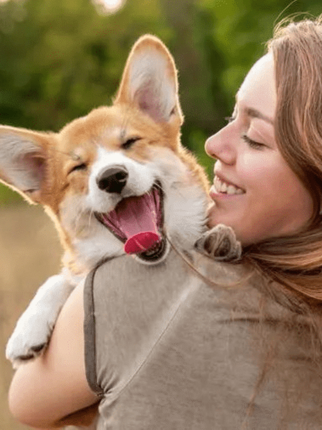 ਗਰਮੀਆਂ ਵਿੱਚ ਜਾਣੋ ਕਿਵੇਂ ਰੱਖ ਸਕਦੇ ਆਪਣੇ ਪਾਲਤੂ ਕੁਤੇ ਦਾ ਖਿਆਲ