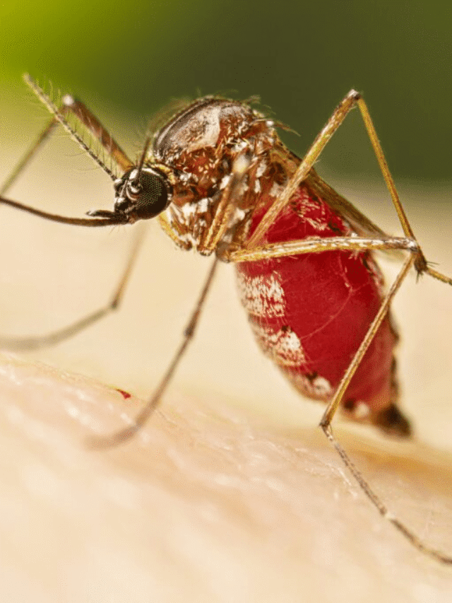 World Malaria Day 2026: ਹੁਣ ਮਲੇਰੀਆ ਦਾ ਹੋਵੇਗਾ ਖ਼ਾਤਮਾ!