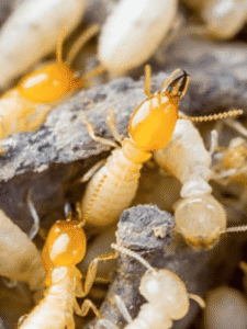 ਦੀਮਕ ਨੂੰ ਖਤਮ ਕਰਨ ਦੇ ਘਰੇਲੂ ਉਪਚਾਰ