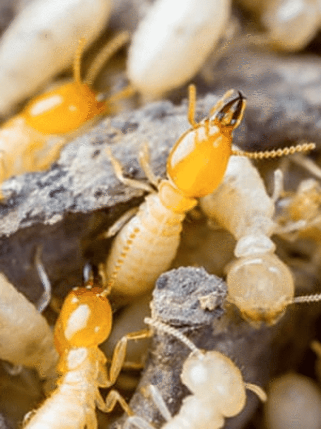 ਦੀਮਕ ਨੂੰ ਖਤਮ ਕਰਨ ਦੇ ਘਰੇਲੂ ਉਪਚਾਰ