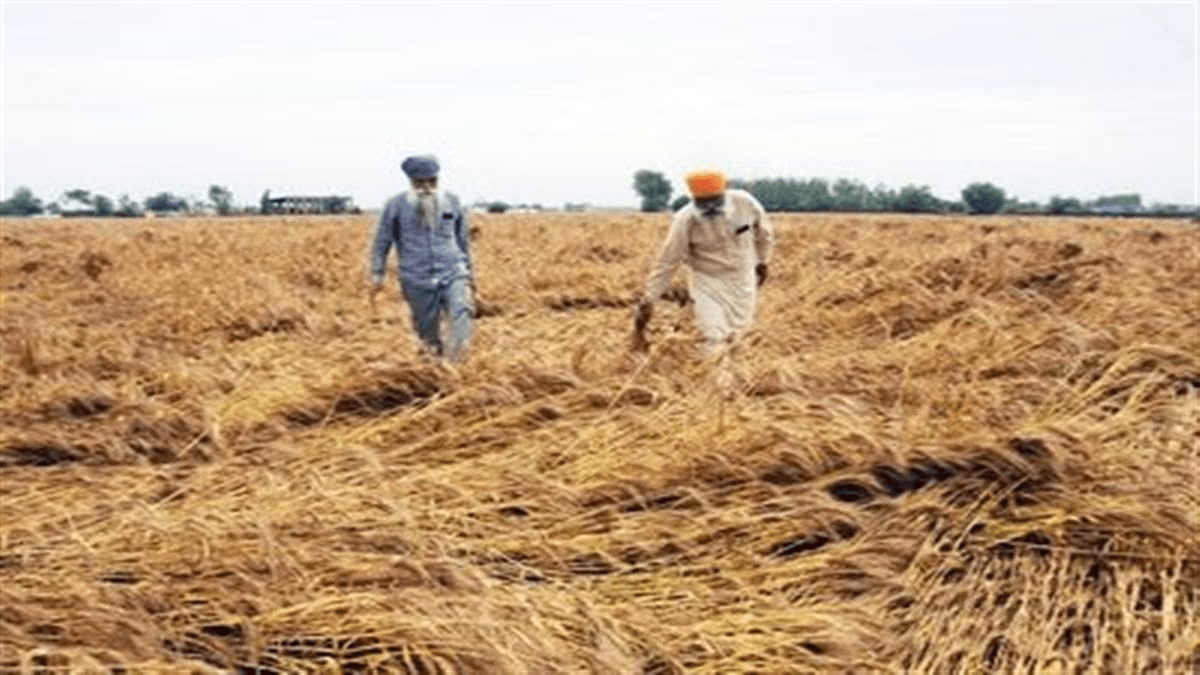 ਪੰਜਾਬ ਦੀਆਂ ਮੰਡੀਆਂ ’ਚ ਕਣਕ ਖ਼ਰੀਦ ਨੇ ਫੜਿਆ ਰਫ਼ਤਾਰ, ਲਿਫਟਿੰਗ ਹਾਲੇ ਵੀ ਮੰਦ ਗਤੀ ’ਚ