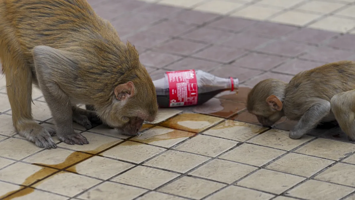 ‘ਬਾਂਦਰ ਫੜੋ, ₹600 ਕਮਾਓ’, ਇਸ ਰਾਜ ਵਿੱਚ ਸ਼ੁਰੂ ਹੋਈ ਵਿਲੱਖਣ ਯੋਜਨਾ; ਜਾਣੋ ਪੂਰਾ ਮਿਸ਼ਨ ਕੀ ਹੈ