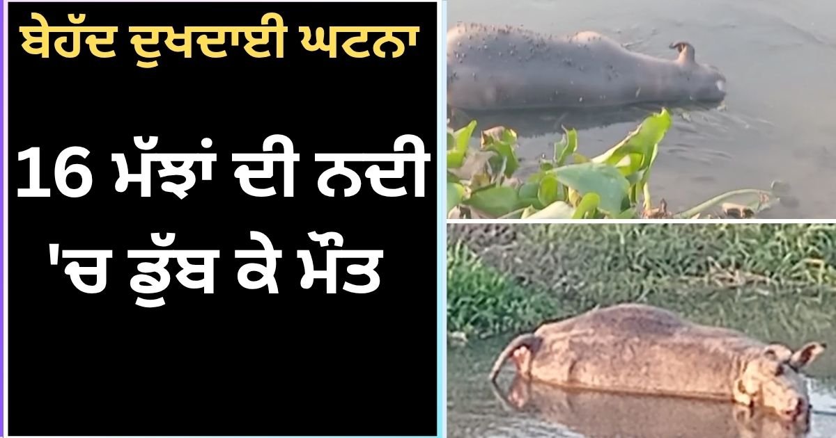 ਬੇਹੱਦ ਦੁਖਦਾਈ ਘਟਨਾ! ਨਦੀ ਵਿੱਚ ਡੁੱਬਣ ਨਾਲ 16 ਮੱਝਾਂ ਦੀ ਮੌਤ