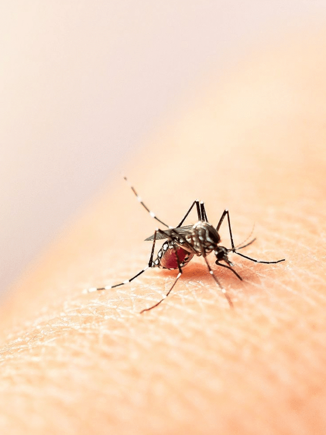 DENGUE ਦੇ ਲੱਛਣਾਂ ਬਾਰੇ ,ਜਾਣੋ...