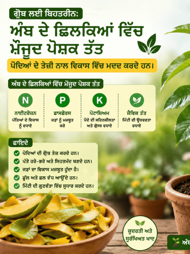 ਅੰਬ ਦੇ ਛਿਲਕਿਆਂ ਨਾਲ ਪੌਦਿਆਂ ਦੀ ਗ੍ਰੋਥ ਕਰੋ ਡਬਲ!...