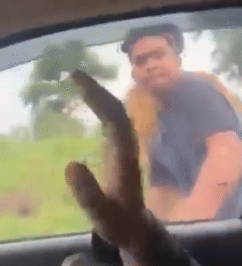 An illustrative photo showing a black Scorpio car speeding or involved in a highway road rage situation.