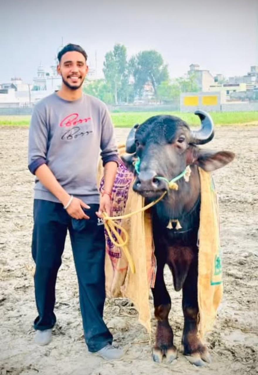 100 ਤੋਂ ਵੱਧ ਮੁਕਾਬਲੇ ਜਿੱਤਣ ਵਾਲਾ ‘ਰਾਜਾ ਝੋਟਾ’ ਗਾਇਬ, ਸੂਚਨਾ ਦੇਣ ਵਾਲੇ ਨੂੰ ਇੱਕ ਲੱਖ ਰੁਪਏ ਦੇ ਇਨਾਮ ਦਾ ਐਲਾਨ